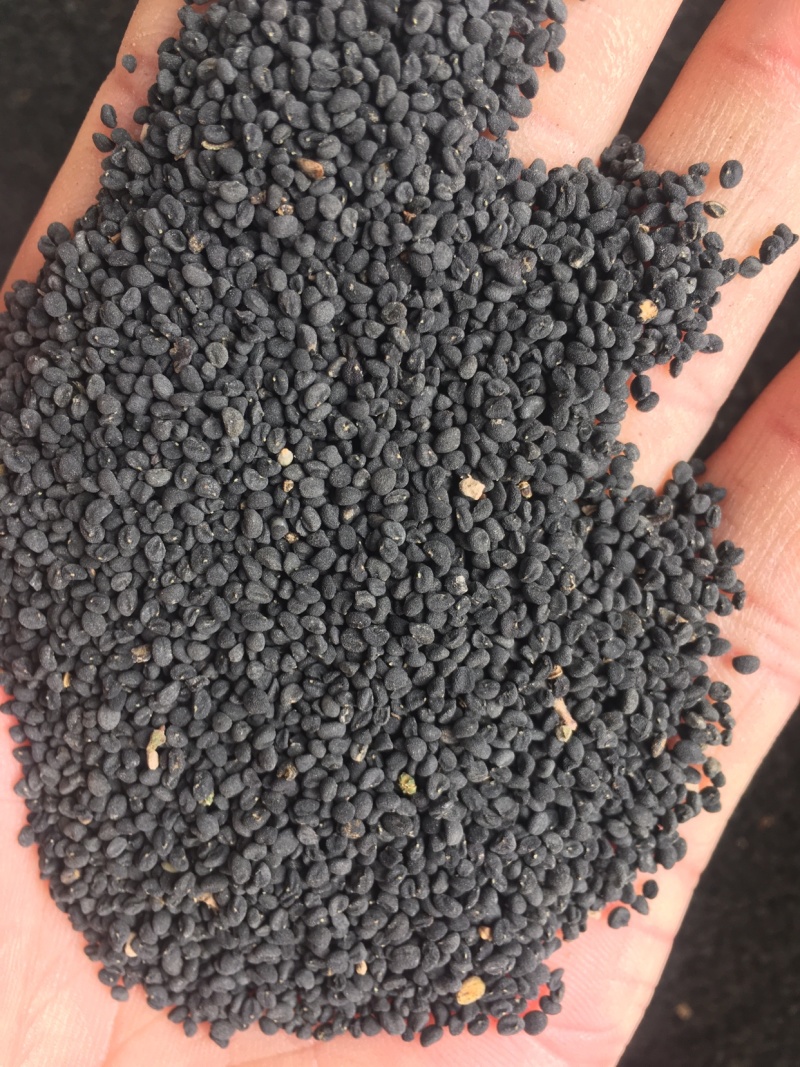 年纯新黄芩种籽过风过大小筛发芽率高