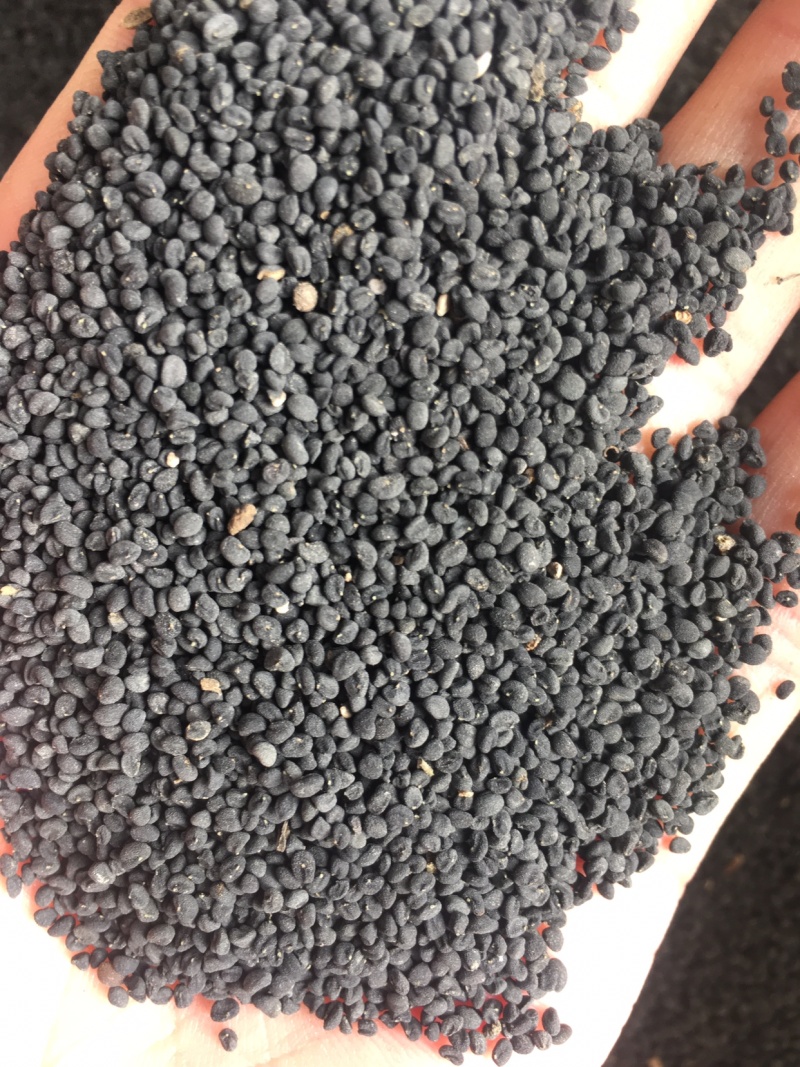 年纯新黄芩种籽过风过大小筛发芽率高