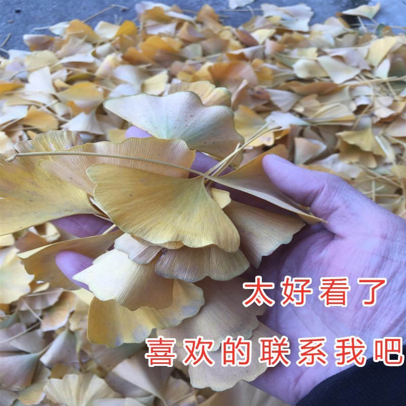 绿叶银杏苗结果绿叶白果苗小苗大苗银杏树苗南北方种植银杏苗