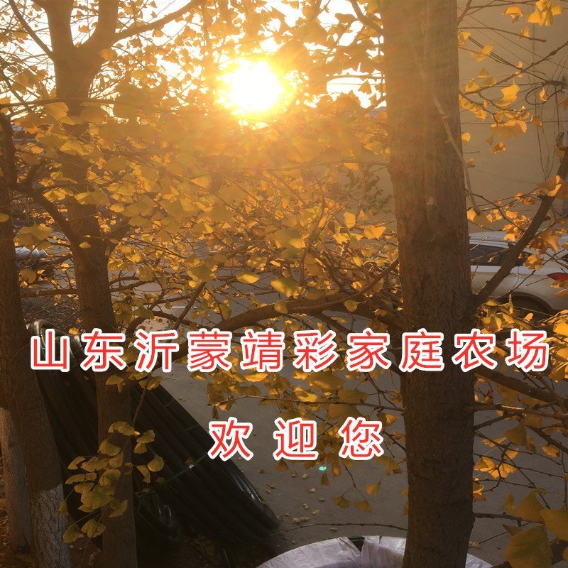 绿叶银杏苗结果绿叶白果苗小苗大苗银杏树苗南北方种植银杏苗