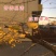 绿叶银杏苗结果绿叶白果苗小苗大苗银杏树苗南北方种植银杏苗