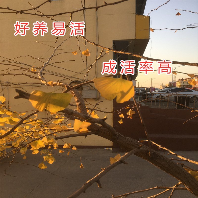 绿叶银杏苗结果绿叶白果苗小苗大苗银杏树苗南北方种植银杏苗