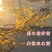 绿叶银杏苗结果绿叶白果苗小苗大苗银杏树苗南北方种植银杏苗