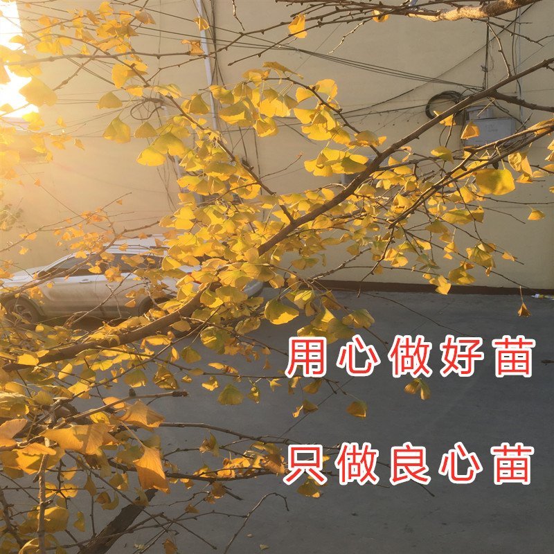 绿叶银杏苗结果绿叶白果苗小苗大苗银杏树苗南北方种植银杏苗
