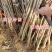 绿叶银杏苗结果绿叶白果苗小苗大苗银杏树苗南北方种植银杏苗