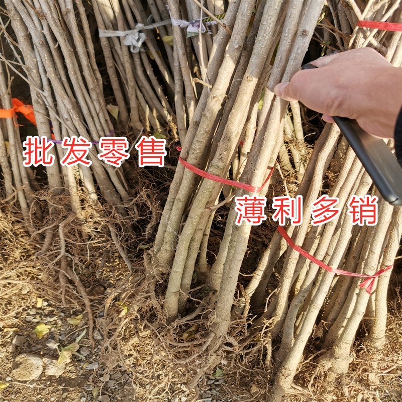 绿叶银杏苗结果绿叶白果苗小苗大苗银杏树苗南北方种植银杏苗