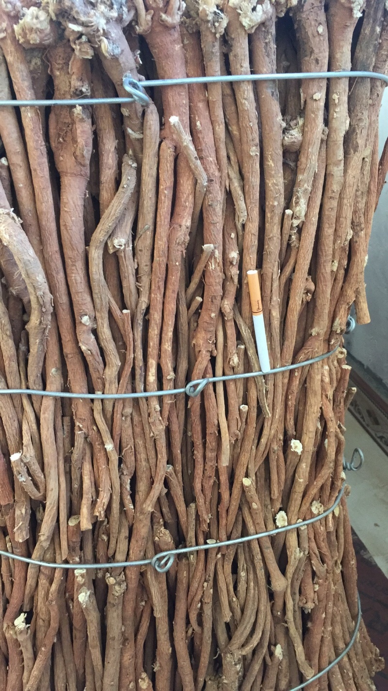 甘肃野生黄芪修剪货根茎粗大