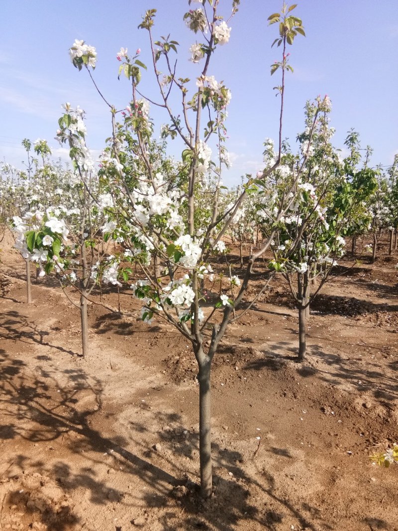 4公分八棱海棠树土球大量供货八棱海棠春秋移植管理