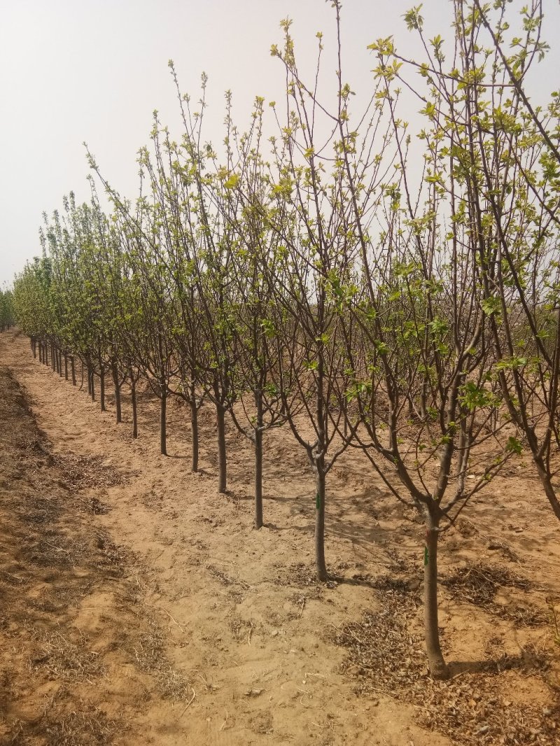 4公分八棱海棠树土球大量供货八棱海棠春秋移植管理