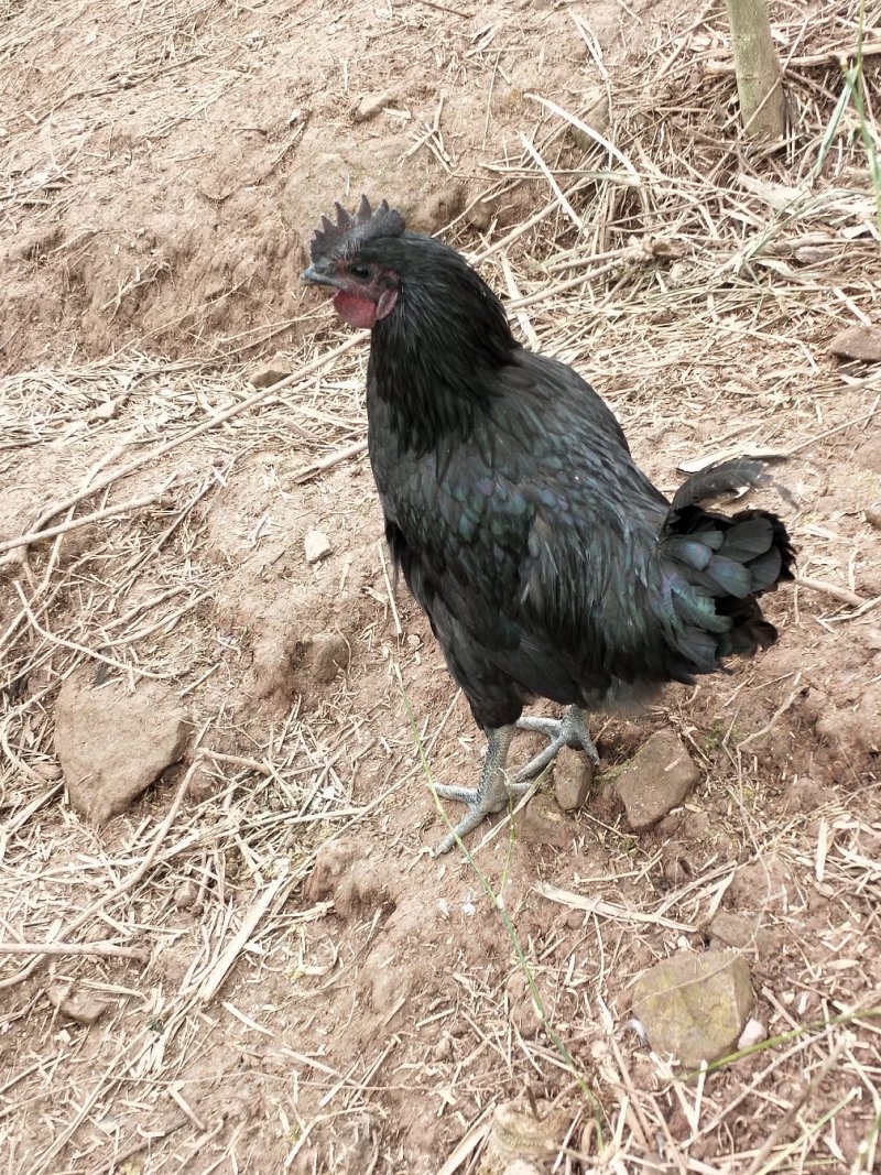 生态，散养，跑山五黑鸡，