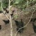 生态，散养，跑山五黑鸡，