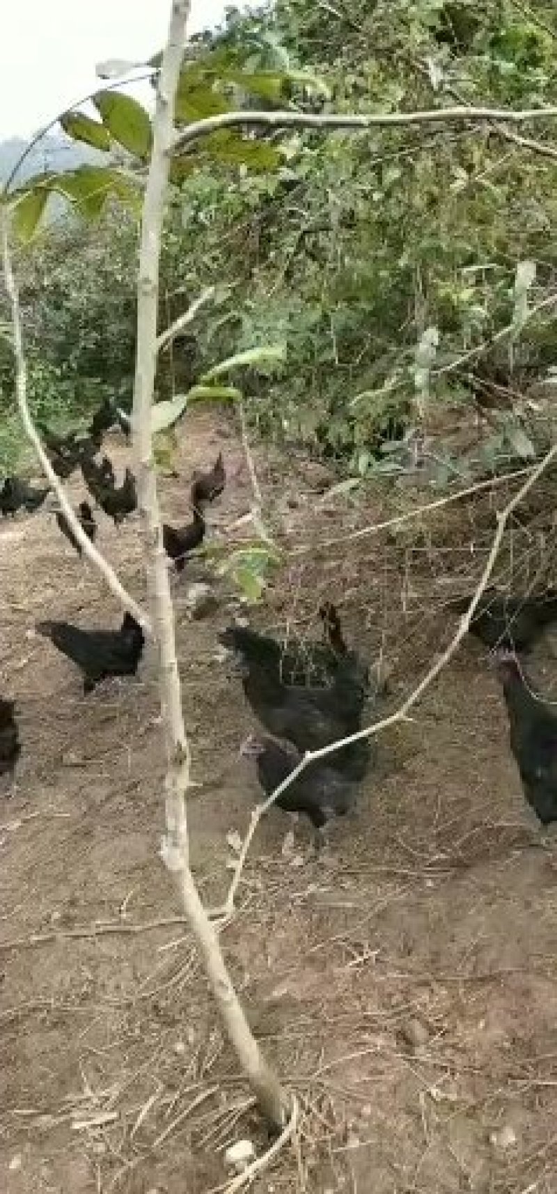 生态，散养，跑山五黑鸡，