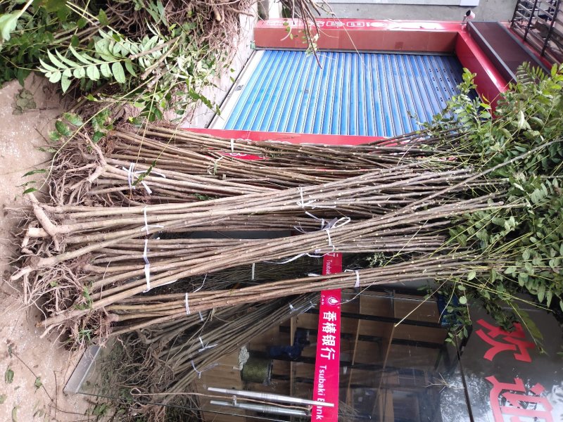 【有好货】红油香椿苗，苗好，易成活，大量供应可实地考察