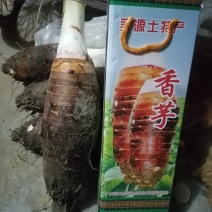 【一件】乳源炮弹香芋王4—5斤特大粉香糯礼盒装送人免邮