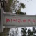 【有好货】红油香椿苗，苗好，易成活，大量供应可实地考察