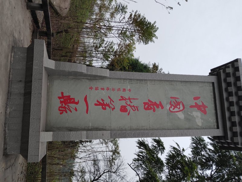 【有好货】红油香椿苗，苗好，易成活，大量供应可实地考察