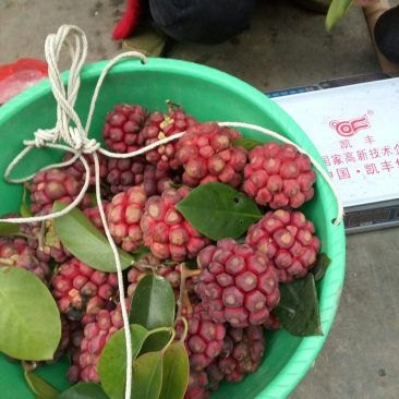 长寿果，黑老虎水果
