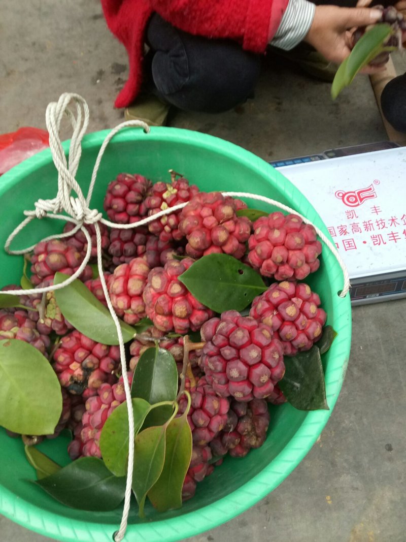 长寿果，黑老虎水果