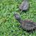 乌龟小鳄龟佛鳄北美鳄龟苗宠物龟观赏龟包邮包活