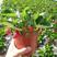 室内外四季绿植草莓苗带盆栽好地载牛奶草莓带土原盆发货容易