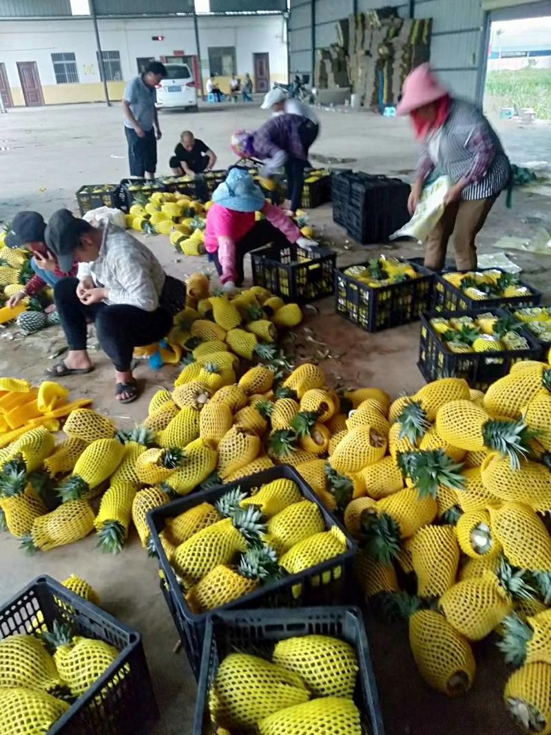 云南西双版纳菠萝凤梨大量，上市，，果肉香甜，价格便宜，