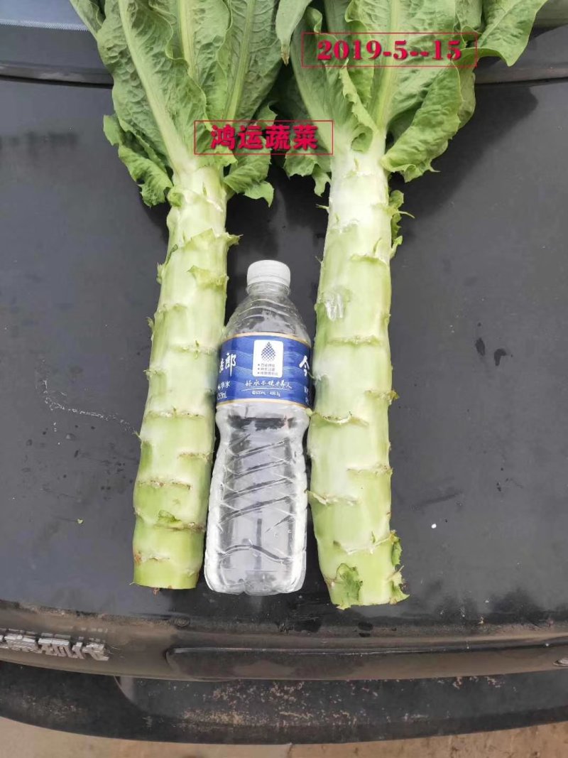 绿霸红笋莴笋种子叶片厚实口感脆嫩采收期长口感爽脆
