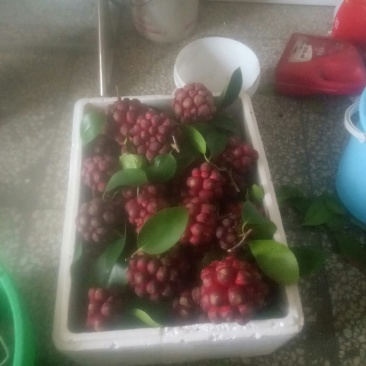 长寿果，黑老虎水果