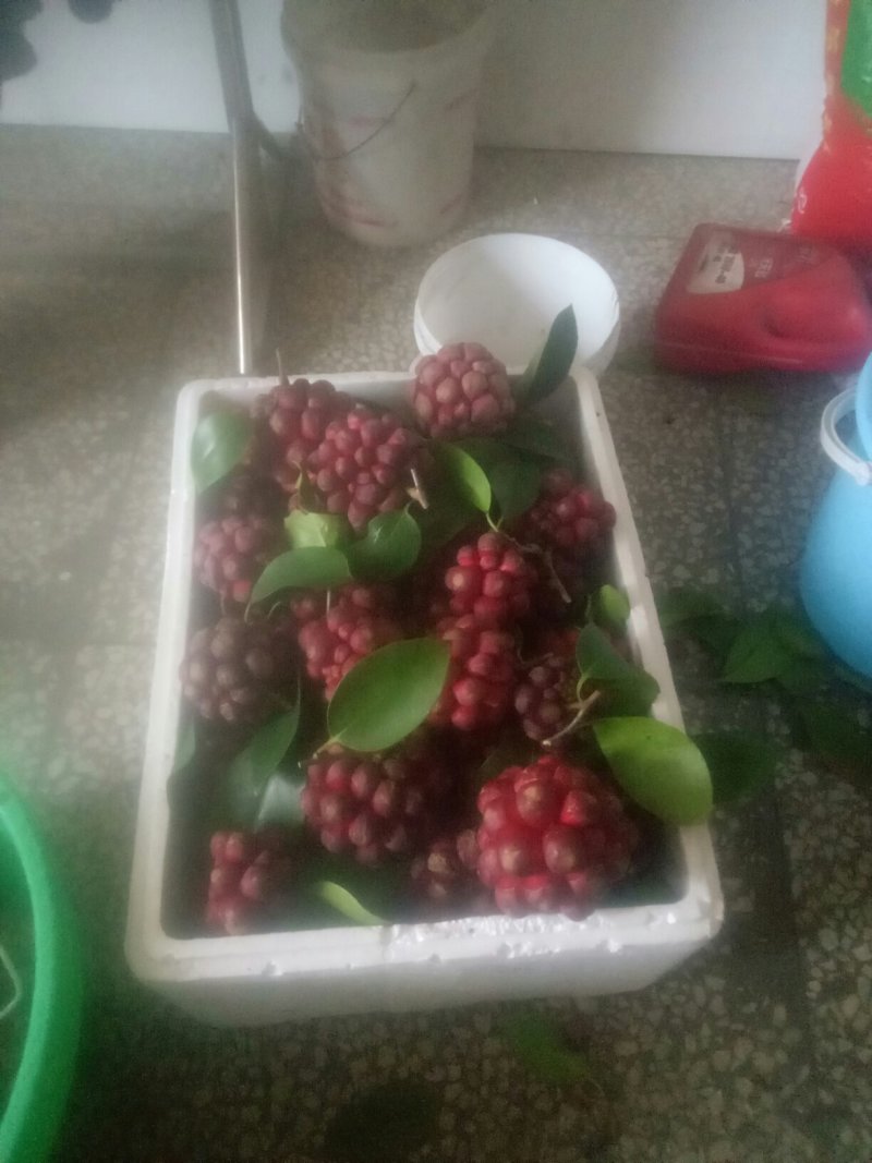 长寿果，黑老虎水果
