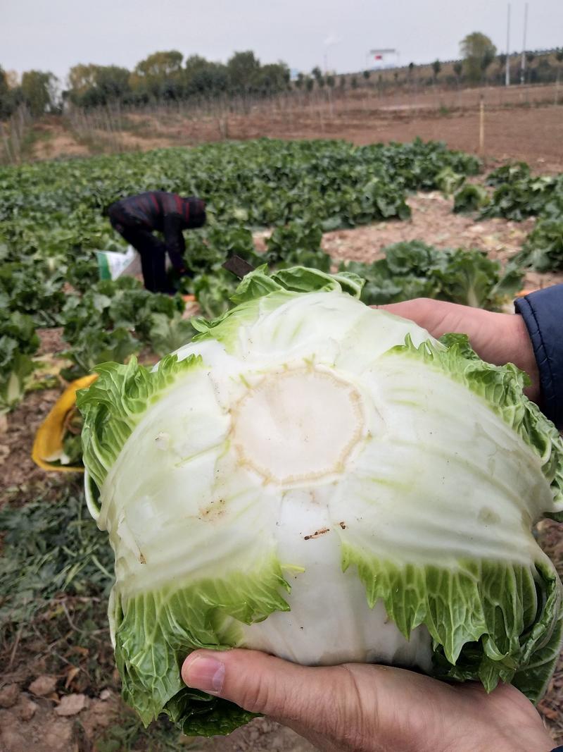 圆颗白菜，品种东京868，现砍现卖，地头装车。