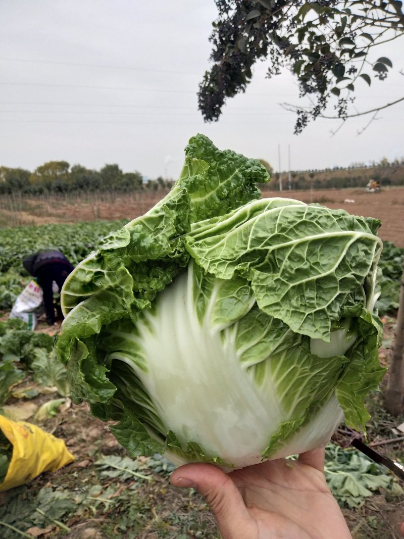 圆颗白菜，品种东京868，现砍现卖，地头装车。