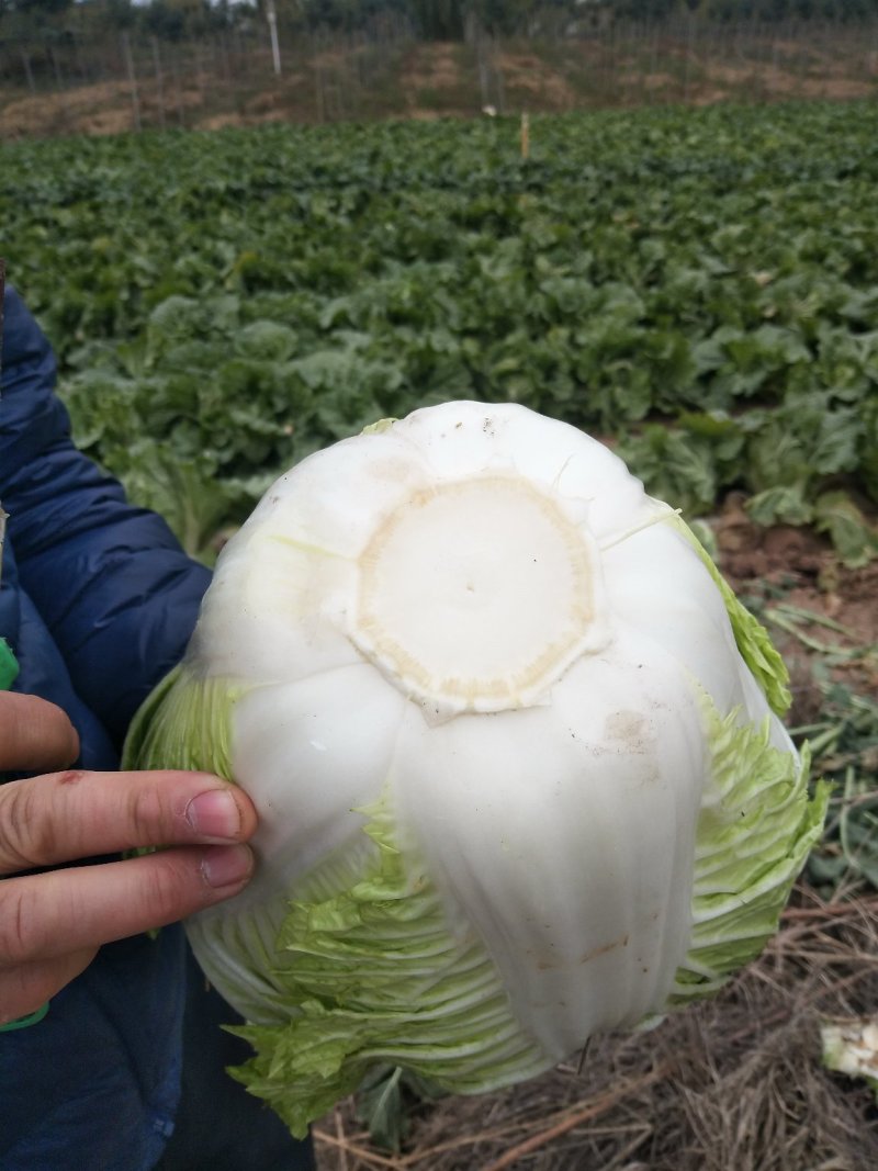 圆颗白菜，品种东京868，现砍现卖，地头装车。