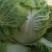 秦白二号圆头大白菜