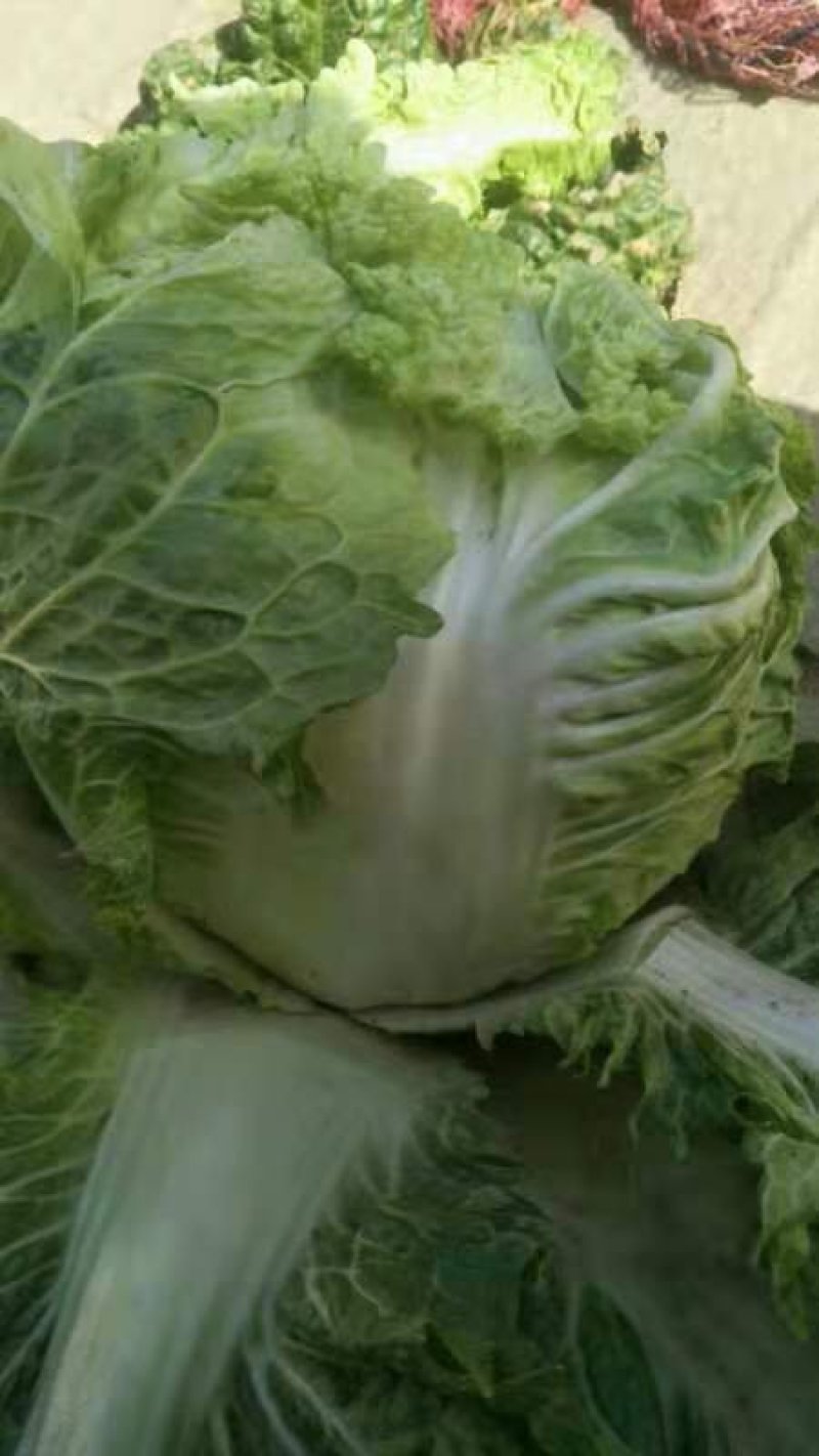 秦白二号圆头大白菜