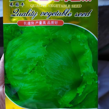 【精选】结球生菜种子美国结球生菜包心结球生菜