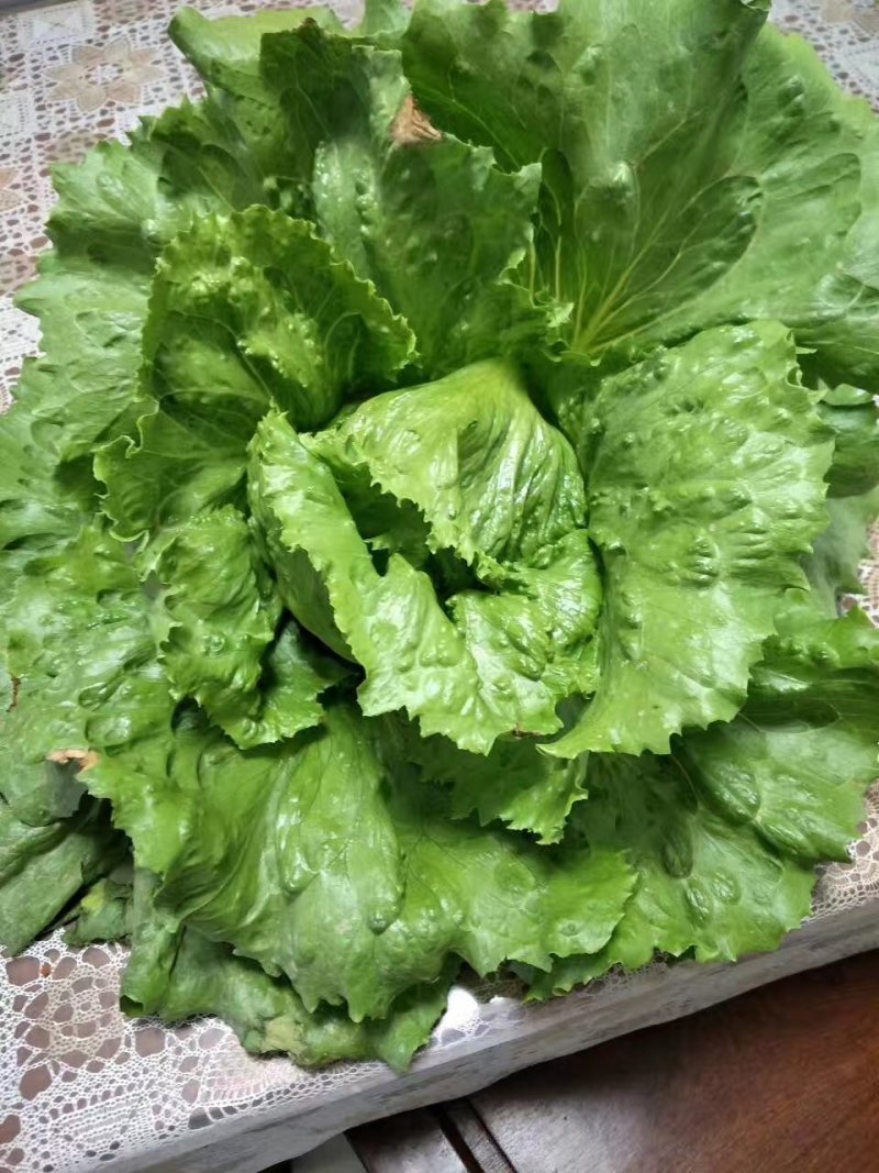 【精选】结球生菜种子美国结球生菜包心结球生菜