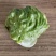 【精选】结球生菜种子美国结球生菜包心结球生菜