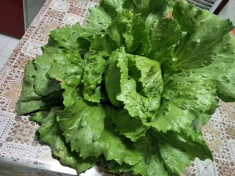 【精选】结球生菜种子美国结球生菜包心结球生菜