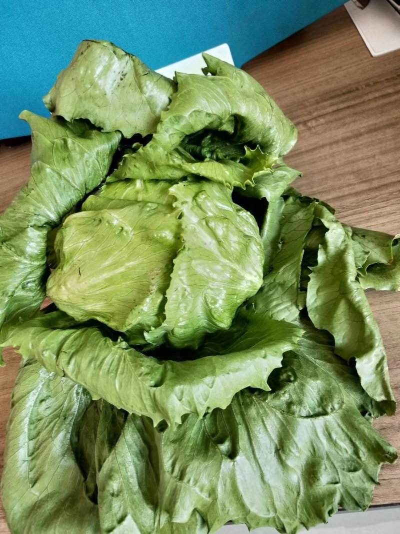 【精选】结球生菜种子美国结球生菜包心结球生菜