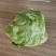 【精选】结球生菜种子美国结球生菜包心结球生菜