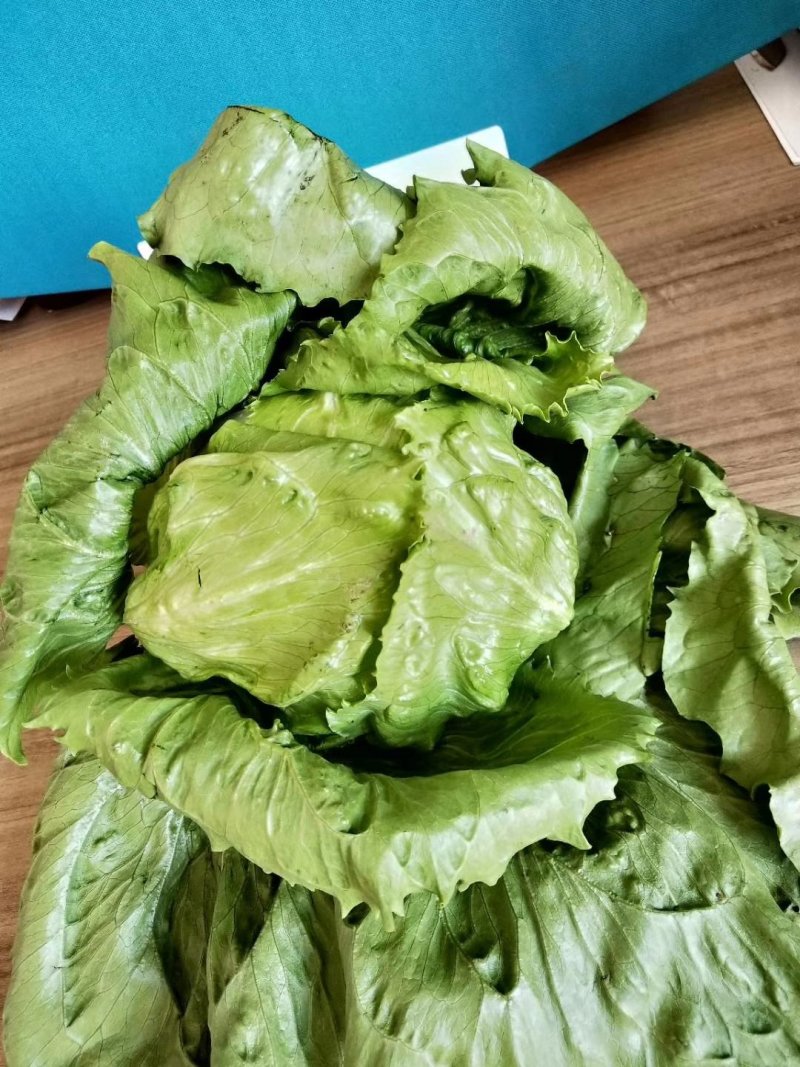 【精选】结球生菜种子美国结球生菜包心结球生菜
