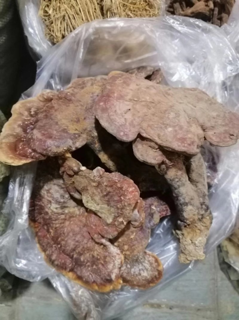 野生灵芝，赤灵芝，黑灵芝