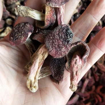 野生正红菇，菇丁