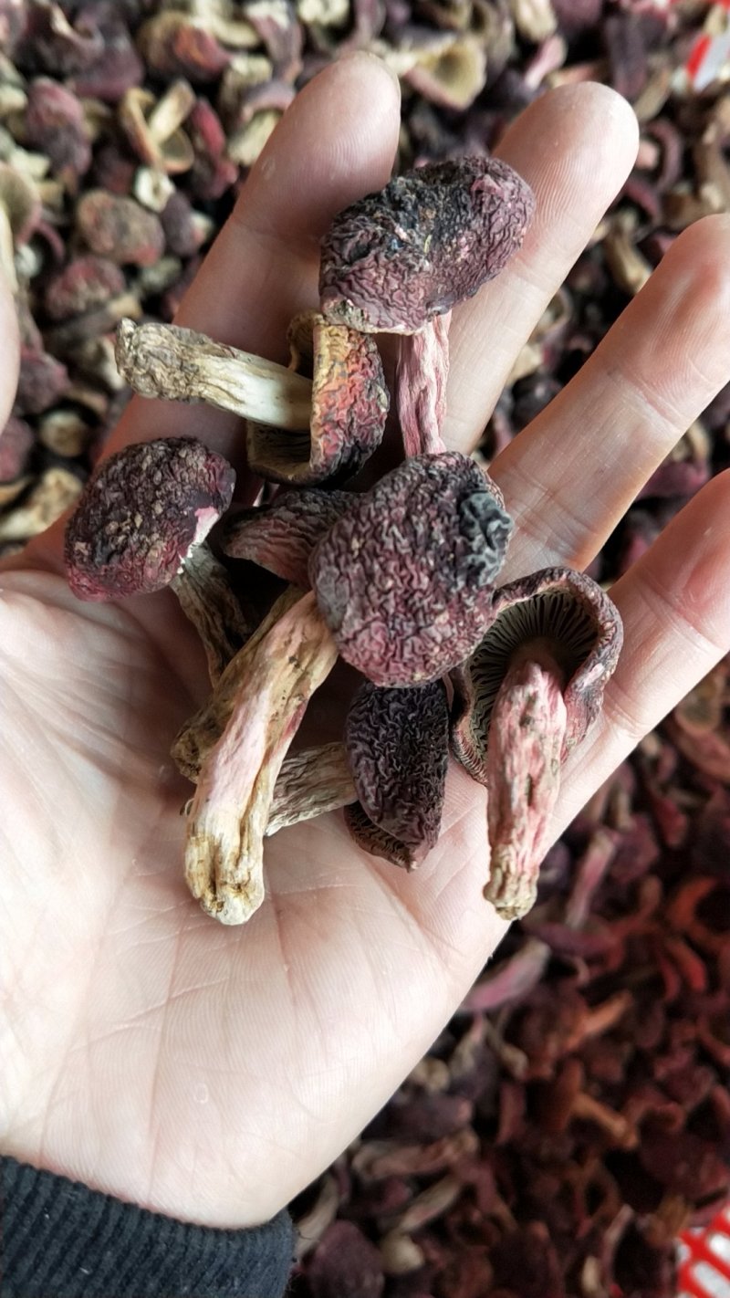 野生正红菇，菇丁