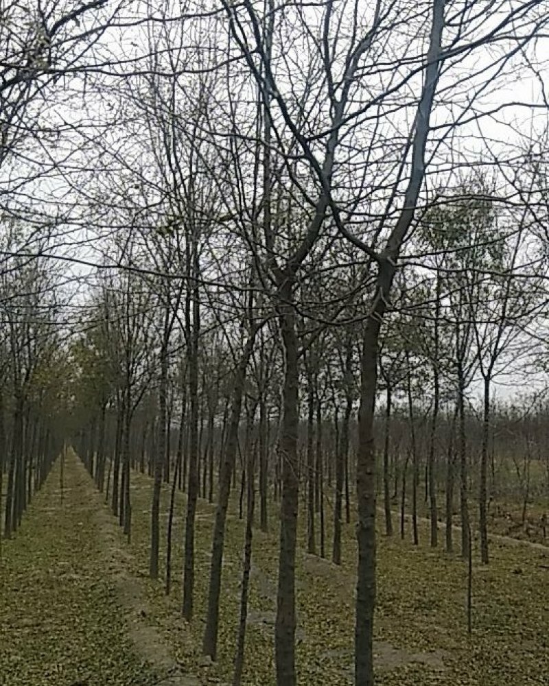 八九个的皂角树，量大价优