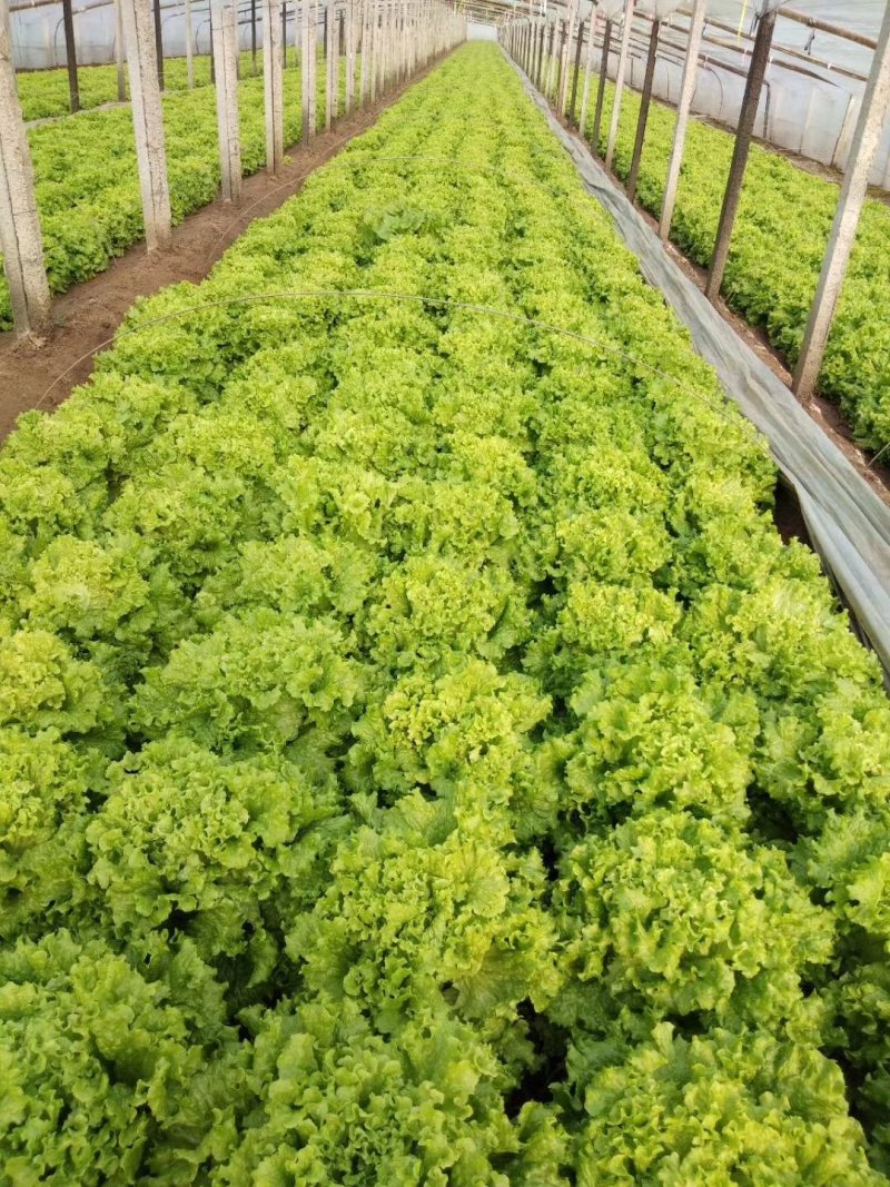 【精选】耐热耐抽薹意大利生菜种子口感爽脆叶片厚实