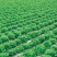 【精选】耐热耐抽薹意大利生菜种子口感爽脆叶片厚实
