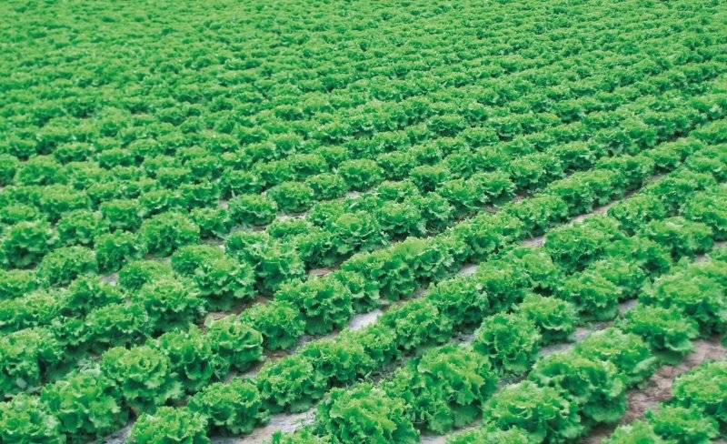 【精选】耐热耐抽薹意大利生菜种子口感爽脆叶片厚实
