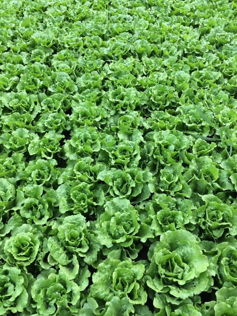 【精选】耐热耐抽薹意大利生菜种子口感爽脆叶片厚实