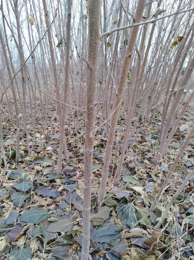 果桑苗桑葚苗耐寒甜果桑树苗现挖现发保湿邮寄保成活