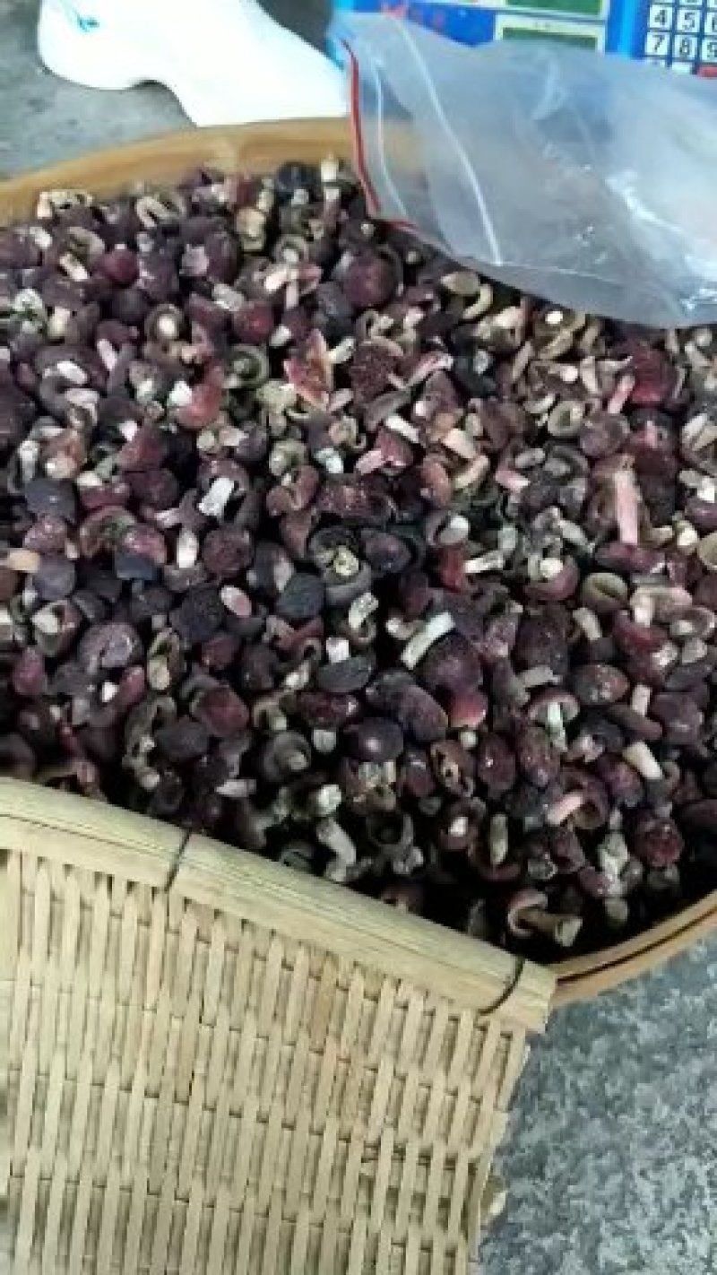 野生正红菇，菇丁